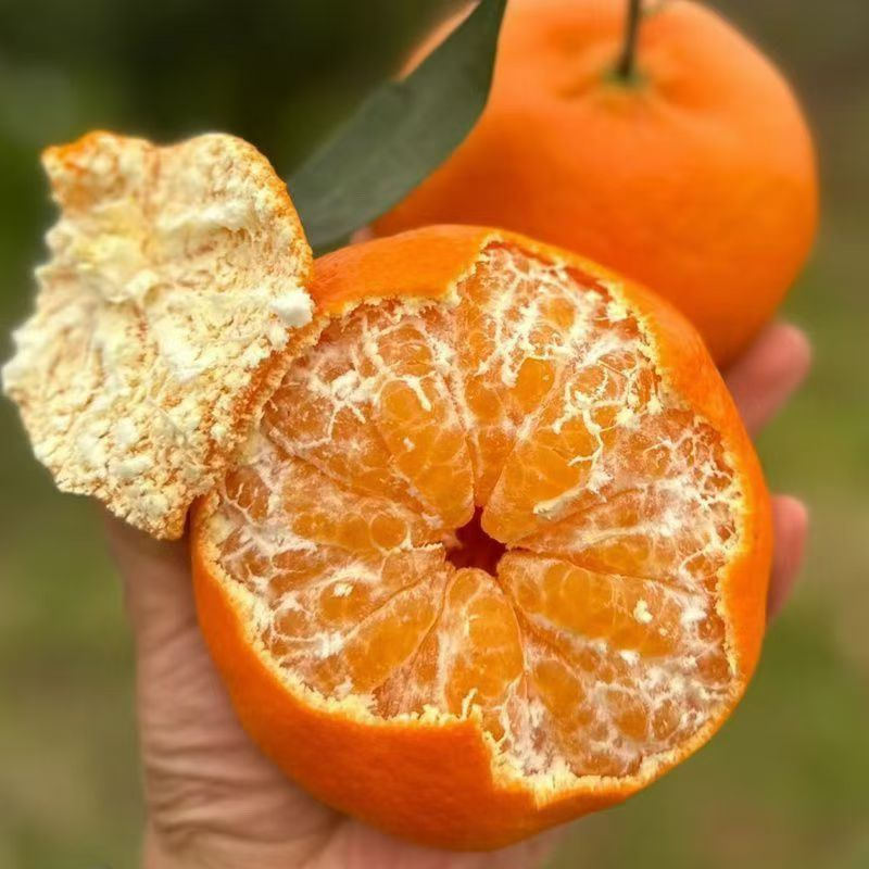 【甘平柑橘】顺丰/京东到家 柑橘类的天花板 酸甜无渣 个大饱满 汁水丰盈 醇香浓郁 果肉粒粒分明 入口爆汁 4种规格任选