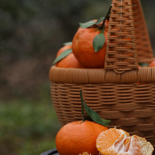 【甘平柑橘】顺丰/京东到家 柑橘类的天花板 酸甜无渣 个大饱满 汁水丰盈 醇香浓郁 果肉粒粒分明 入口爆汁 4种规格任选 商品图11