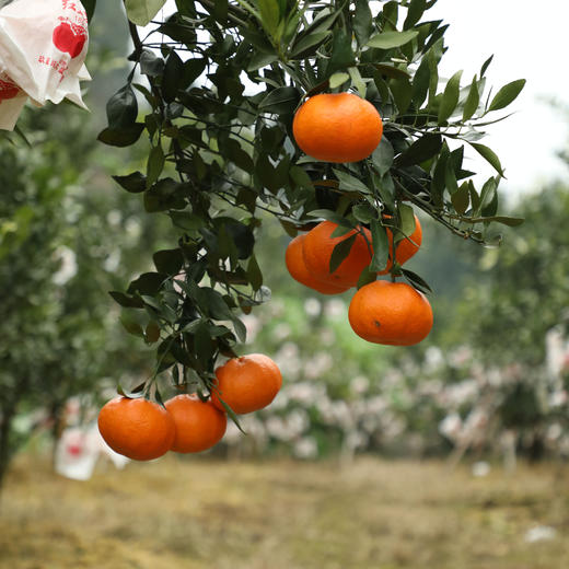 【甘平柑橘】顺丰/京东到家 柑橘类的天花板 酸甜无渣 个大饱满 汁水丰盈 醇香浓郁 果肉粒粒分明 入口爆汁 4种规格任选 商品图5