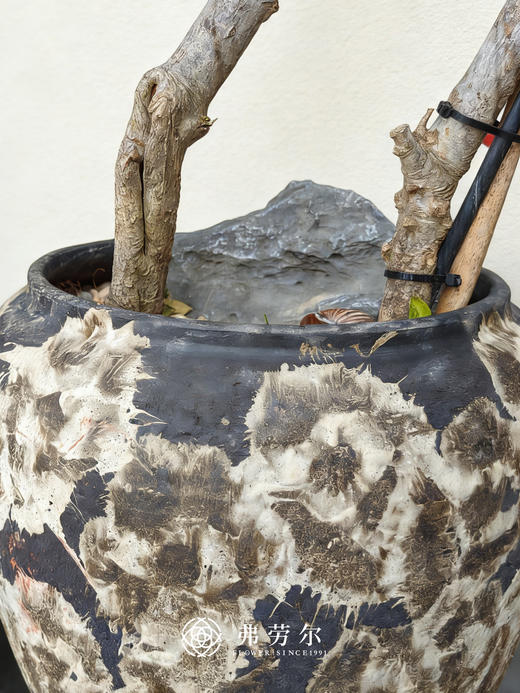 落地海岛栀子花 商品图2