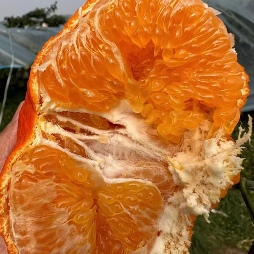 【甘平柑橘】顺丰/京东到家 柑橘类的天花板 酸甜无渣 个大饱满 汁水丰盈 醇香浓郁 果肉粒粒分明 入口爆汁 4种规格任选 商品图1