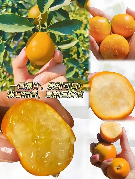 大凉山高山脆蜜金桔 - 甜脆爆汁家庭装/礼盒装【水果】ZY 商品图3