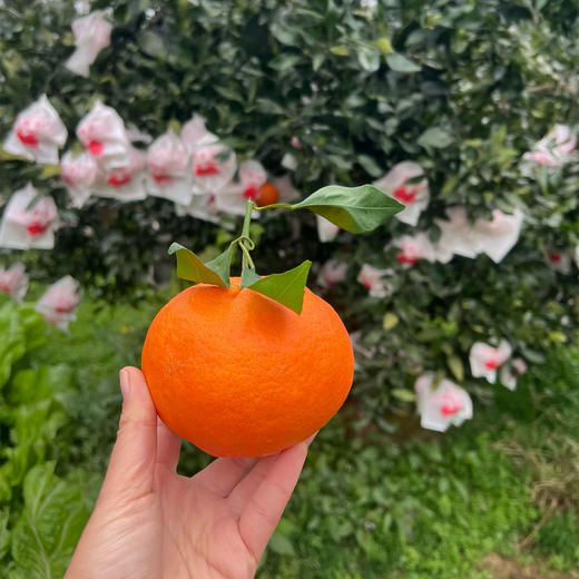 【甘平柑橘】顺丰/京东到家 柑橘类的天花板 酸甜无渣 个大饱满 汁水丰盈 醇香浓郁 果肉粒粒分明 入口爆汁 4种规格任选 商品图12