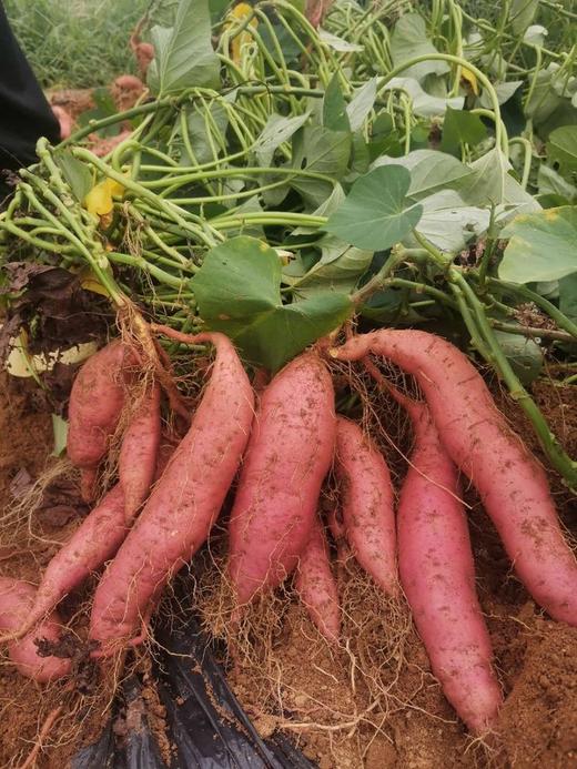 【严选】农心农意一烤流油🍠烟薯25号  4.6-5斤/箱（外包装随机发）  （厂家直发） 商品图4