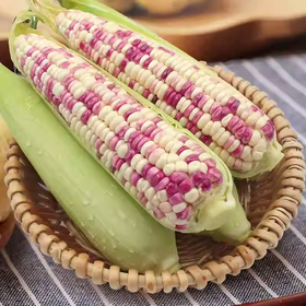 鲜糯玉米 约550g-550g 买放心菜就上瑞和泰