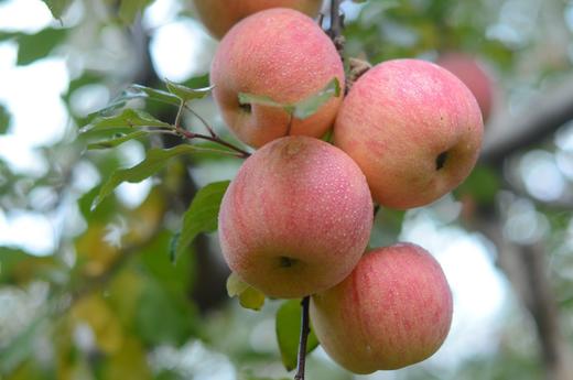 阿克苏糖心苹果 - 精品9枚礼盒装【水果】ZY 商品图3