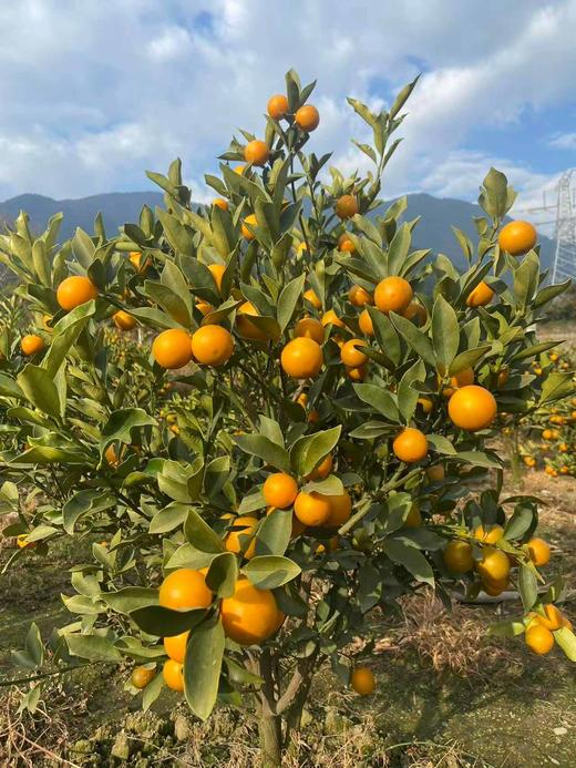 大凉山高山脆蜜金桔 - 甜脆爆汁家庭装/礼盒装【水果】ZY 商品图6