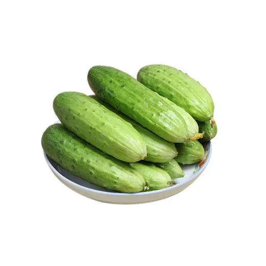 农家黄瓜 约450g-500g 买放心菜就上瑞和泰 商品图0