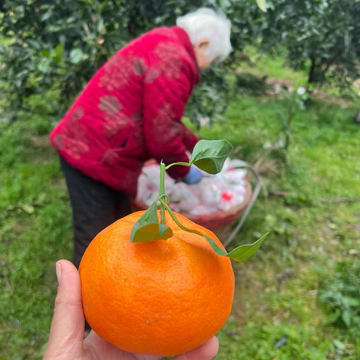 【甘平柑橘】顺丰/京东到家 柑橘类的天花板 酸甜无渣 个大饱满 汁水丰盈 醇香浓郁 果肉粒粒分明 入口爆汁 4种规格任选 商品图7
