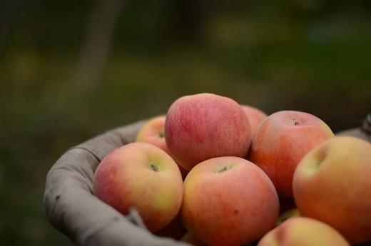 阿克苏糖心苹果 - 精品9枚礼盒装【水果】ZY 商品图2