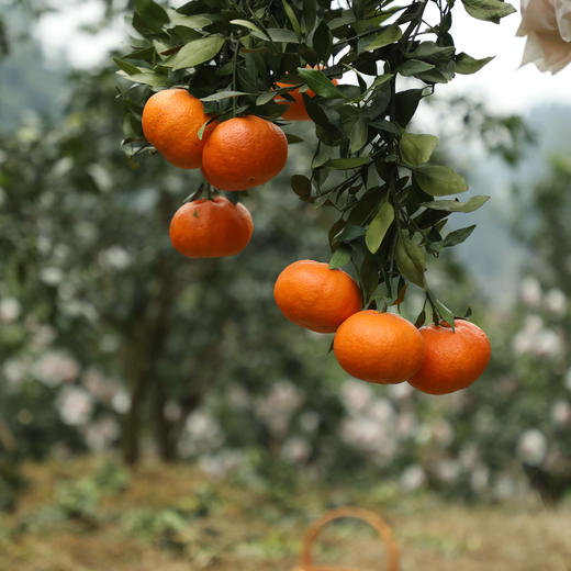 【甘平柑橘】顺丰/京东到家 柑橘类的天花板 酸甜无渣 个大饱满 汁水丰盈 醇香浓郁 果肉粒粒分明 入口爆汁 4种规格任选 商品图6