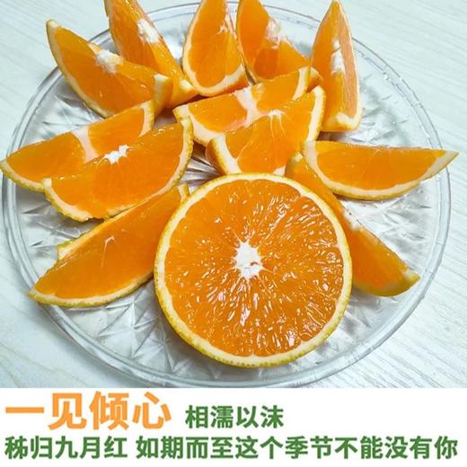 【春节下架】【助农】新溪源 秭归九月红脐橙净重9斤特大果 果径大于等于80mm 商品图1