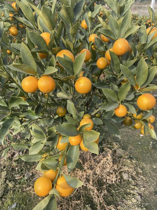 大凉山高山脆蜜金桔 - 甜脆爆汁家庭装/礼盒装【水果】ZY 商品图4