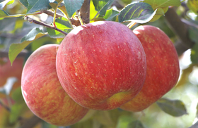 阿克苏糖心苹果 - 精品9枚礼盒装【水果】ZY