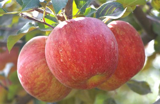 阿克苏糖心苹果 - 精品9枚礼盒装【水果】ZY 商品图0