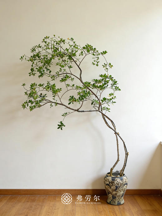 落地海岛栀子花 商品图0
