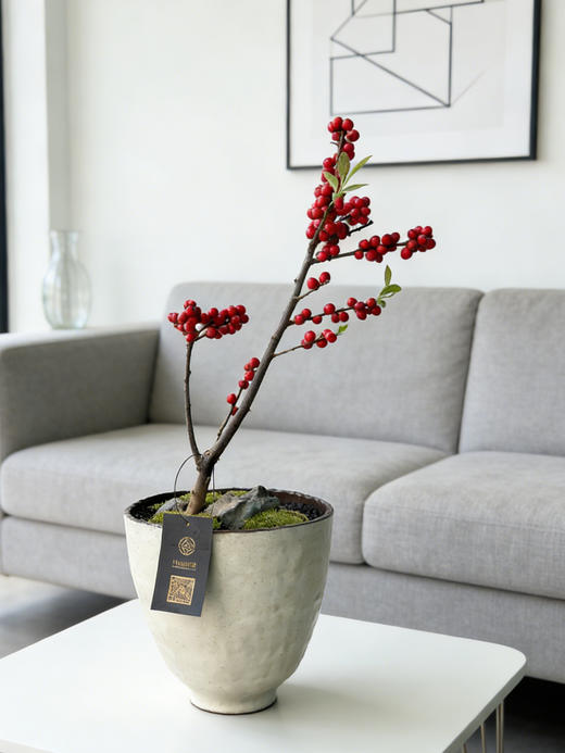 袖珍北美冬青 商品图0