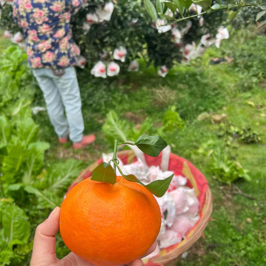 【甘平柑橘】顺丰/京东到家 柑橘类的天花板 酸甜无渣 个大饱满 汁水丰盈 醇香浓郁 果肉粒粒分明 入口爆汁 4种规格任选 商品图8