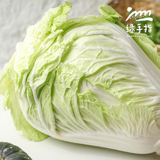 生态大白菜（山东，75折优惠）| 合作生产*Ecological Chinese cabbage| Partner Production 商品图1