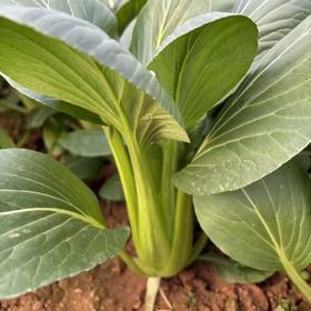 生态油冬菜苔 | 绿家自产* Eco-Spoon Cabbage | In-House Production