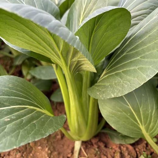 生态油冬菜苔 | 绿家自产* Eco-Spoon Cabbage | In-House Production 商品图0