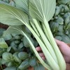 生态油冬菜（个大肉厚品质优）| 绿家自产* Eco-Spoon Cabbage | In-House Production 商品缩略图3