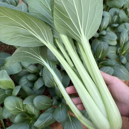 生态油冬菜（个大肉厚品质优）| 绿家自产* Eco-Spoon Cabbage | In-House Production 商品图3