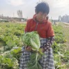 生态大白菜（山东，75折优惠）| 合作生产*Ecological Chinese cabbage| Partner Production 商品缩略图3