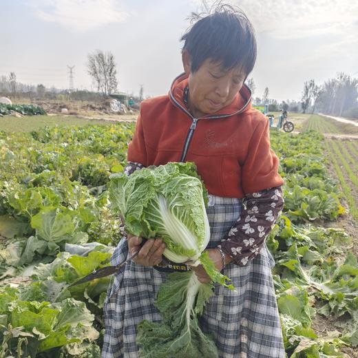 生态大白菜（山东，75折优惠）| 合作生产*Ecological Chinese cabbage| Partner Production 商品图3