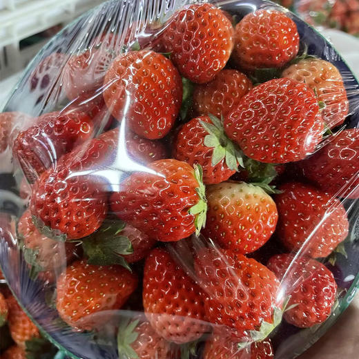 【日配冷藏】盆装红颜草莓（中小果） 净重约850g 果香浓郁  香甜多汁（下单后3日内提配） 商品图1