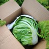 生态大白菜（山东，75折优惠）| 合作生产*Ecological Chinese cabbage| Partner Production 商品缩略图4