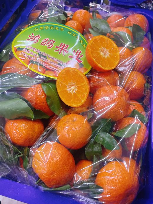 小蓝框砂糖橘一箱 商品图0