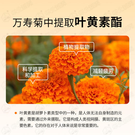 亚麻籽油叶黄素酯凝胶糖果 液态好吸收 商品图2