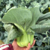 生态苏州青 | 绿家自产* Eco-Chinese cabbage | In-House Production 商品缩略图1