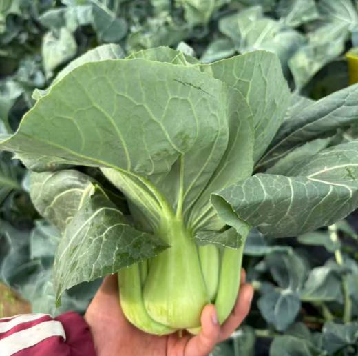 生态苏州青 | 绿家自产* Eco-Chinese cabbage | In-House Production 商品图1
