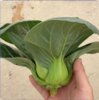 生态苏州青 | 绿家自产* Eco-Chinese cabbage | In-House Production 商品缩略图2