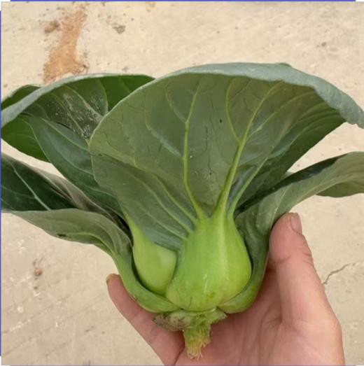 生态苏州青 | 绿家自产* Eco-Chinese cabbage | In-House Production 商品图2