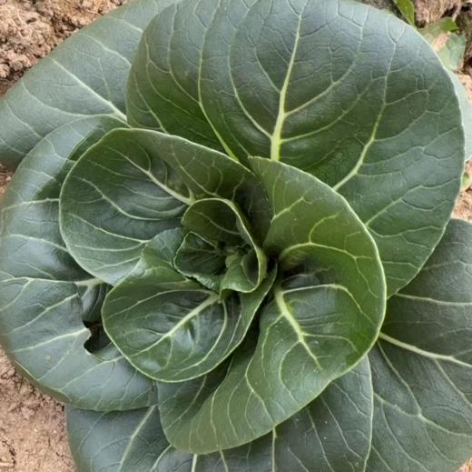生态苏州青 | 绿家自产* Eco-Chinese cabbage | In-House Production 商品图4