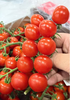 串番茄一斤 商品缩略图2