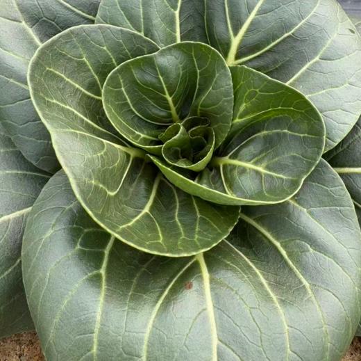生态苏州青 | 绿家自产* Eco-Chinese cabbage | In-House Production 商品图5