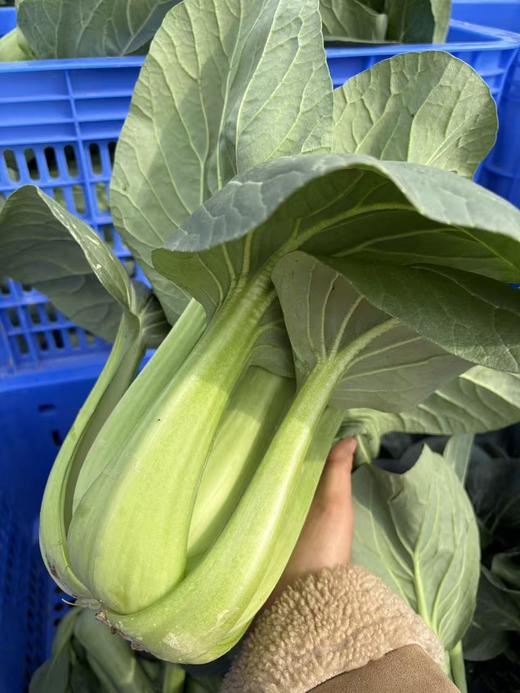 生态油冬菜（个大肉厚品质优）| 绿家自产* Eco-Spoon Cabbage | In-House Production 商品图4