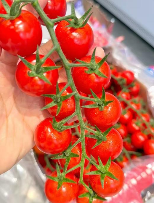 串番茄一斤 商品图1