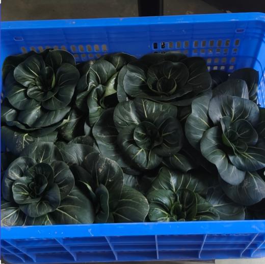 生态苏州青 | 绿家自产* Eco-Chinese cabbage | In-House Production 商品图3