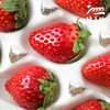 生态浙江草莓【买一送一，5折优惠，3-5天左右发货】| 合作生产*Ecological strawberry | Partner Production 商品缩略图4