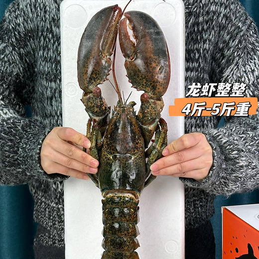 【渔礼记波士顿龙虾】深海洁净船捕速冻 锁住鲜美 餐桌畅享龙虾大餐（下单后3-4天发货） 商品图6