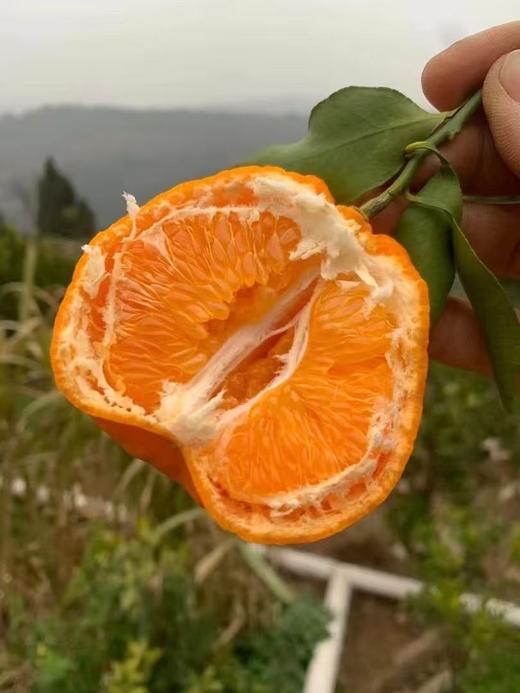 【严选】四川晚冬趣果 果园采摘直发耙耙柑4.5斤/8斤装  （厂家直发） 商品图4