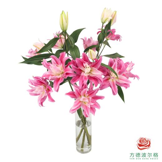 VDB百合-红丝带 5枝一扎 商品图2