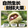 桂西北甜栗100g 商品缩略图3