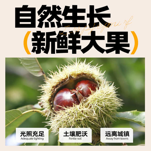桂西北甜栗100g 商品图3