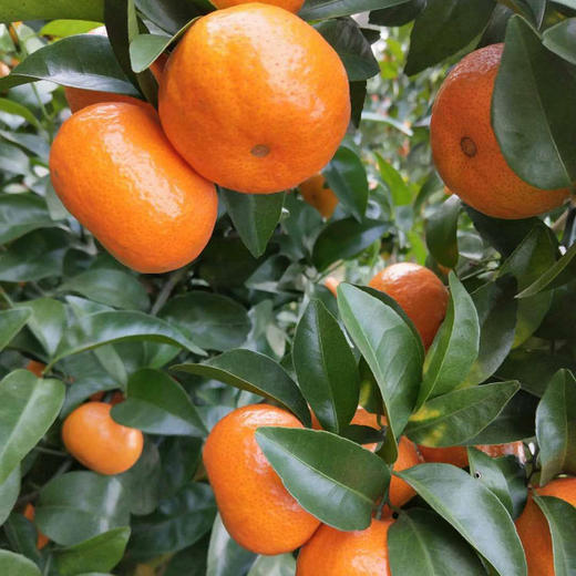 有机荔浦砂糖桔5斤 商品图0